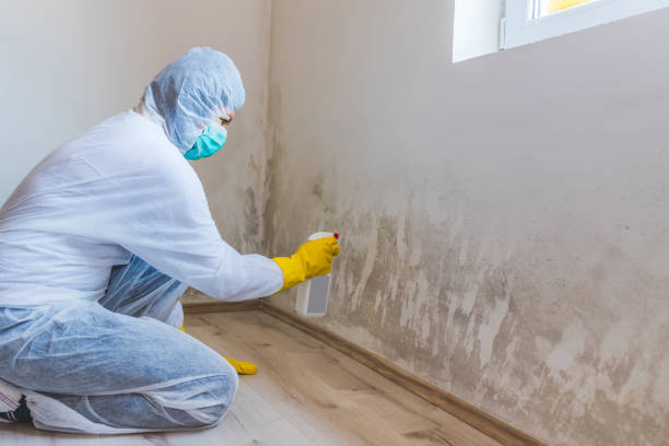 Licensed Crawl Space Mold Remediation service in Kenilworth, NJ - 24 Hour Mold Removal